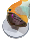 Shop Owlet Dream Sock, Sweet Clementine at GoodBuy Gear