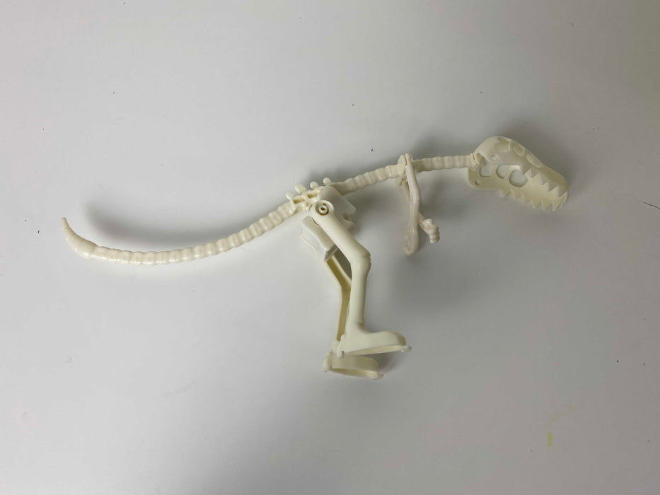 Shop Dinosaur Skeleton at GoodBuy Gear